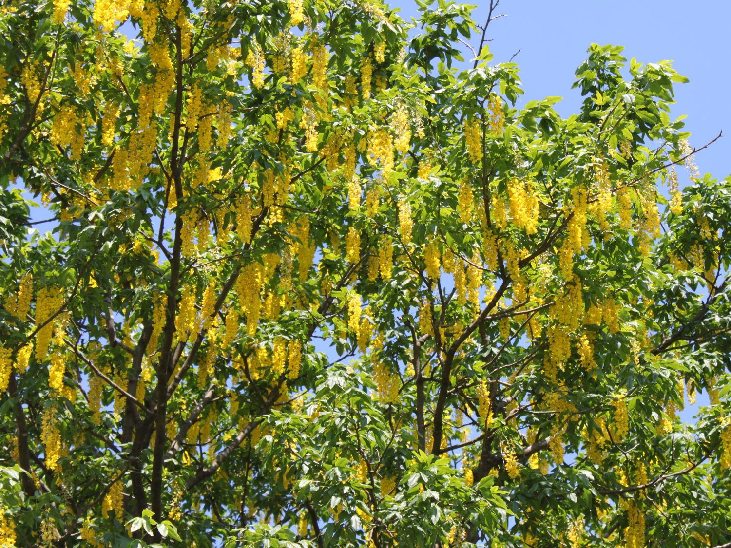Hülsenfrüchtler (Fabaceae)