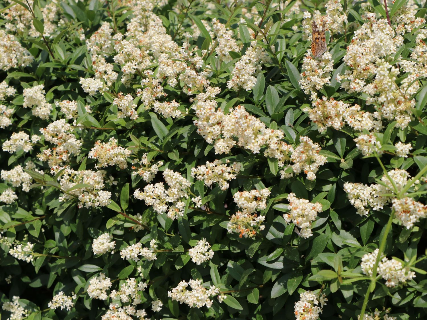 Gemeiner Liguster / Gewöhnlicher Liguster - Ligustrum vulgare