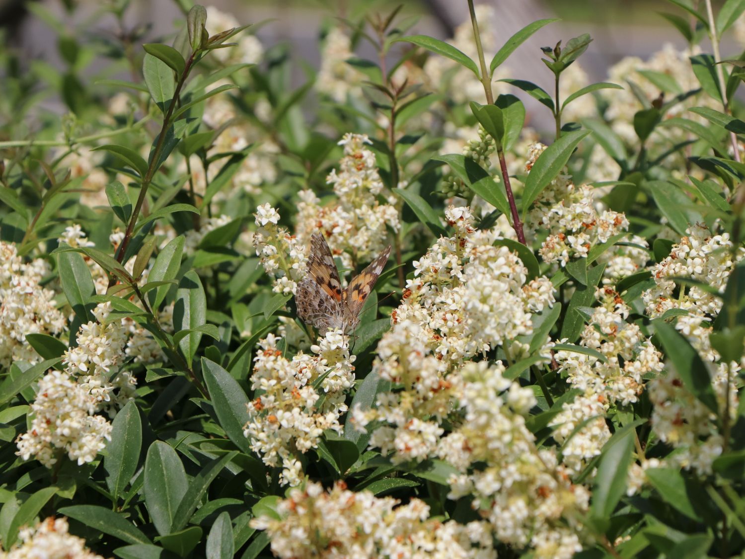 Gemeiner Liguster / Gewöhnlicher Liguster - Ligustrum vulgare