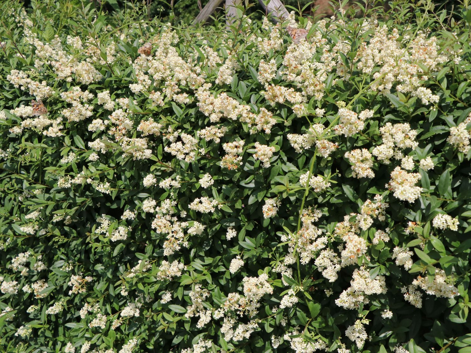 Gemeiner Liguster / Gewöhnlicher Liguster - Ligustrum vulgare