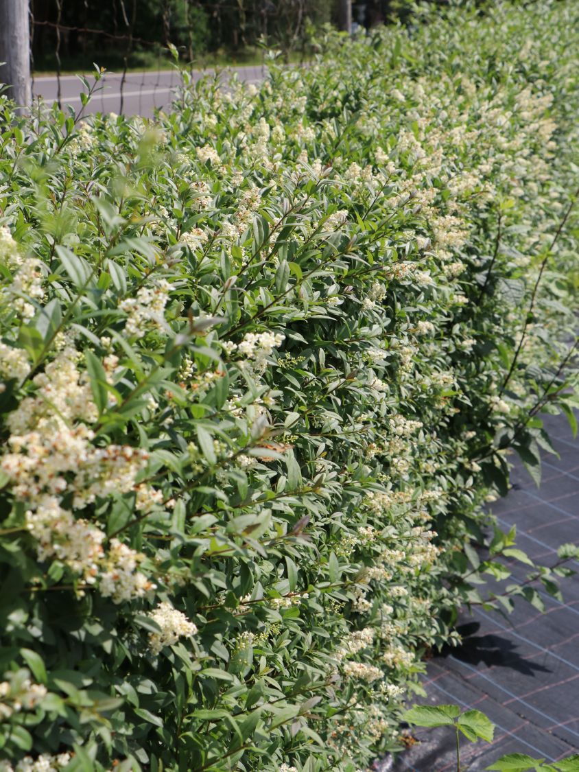 Gemeiner Liguster / Gewöhnlicher Liguster - Ligustrum vulgare