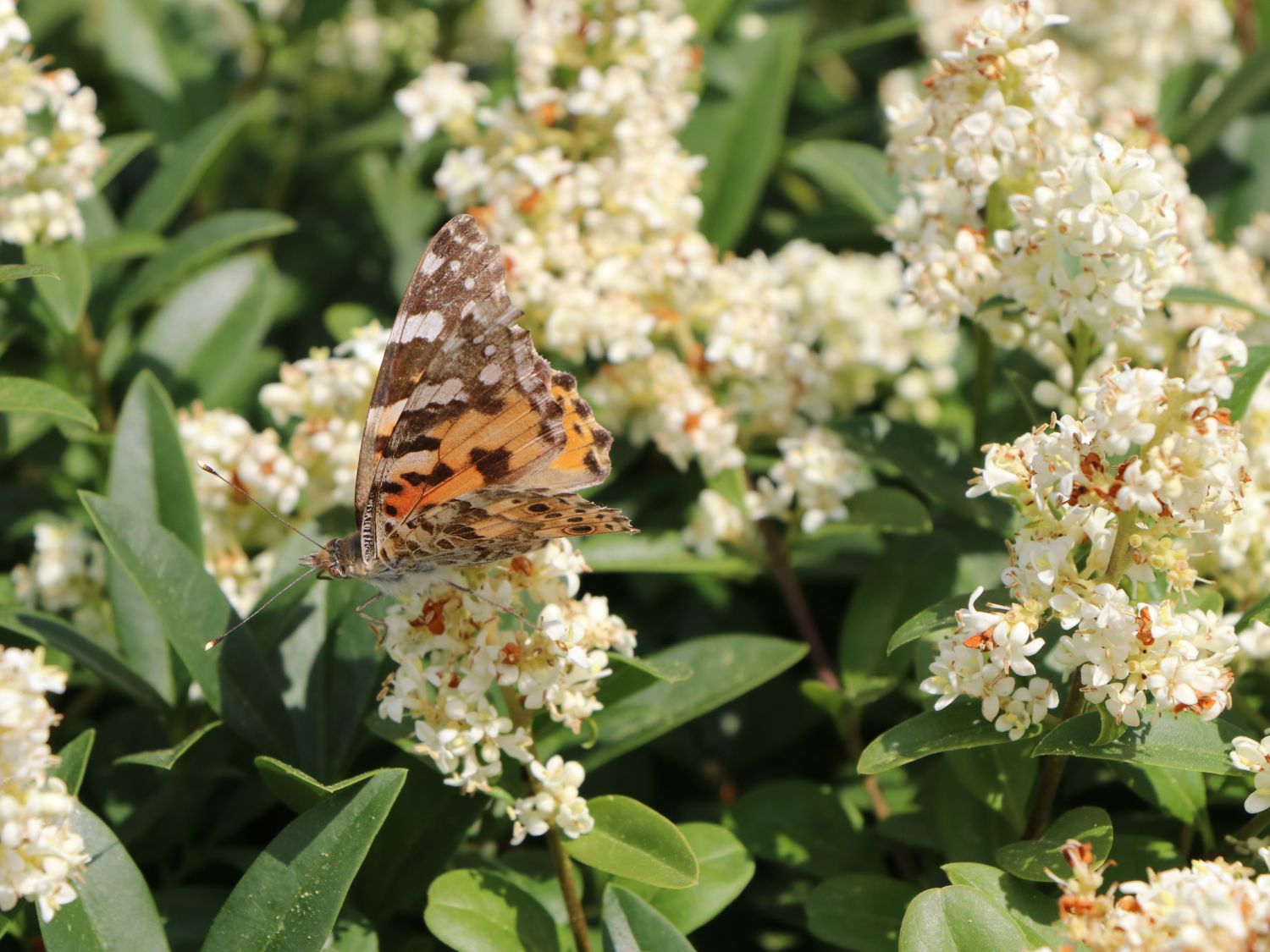 Gemeiner Liguster / Gewöhnlicher Liguster - Ligustrum vulgare