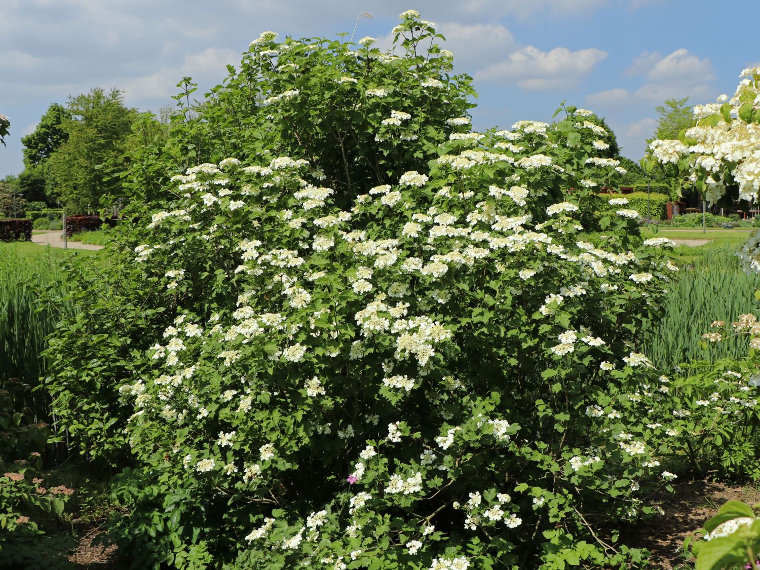 Gemeiner Schneeball - Viburnum opulus