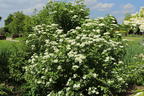 Gemeiner Schneeball - Viburnum opulus