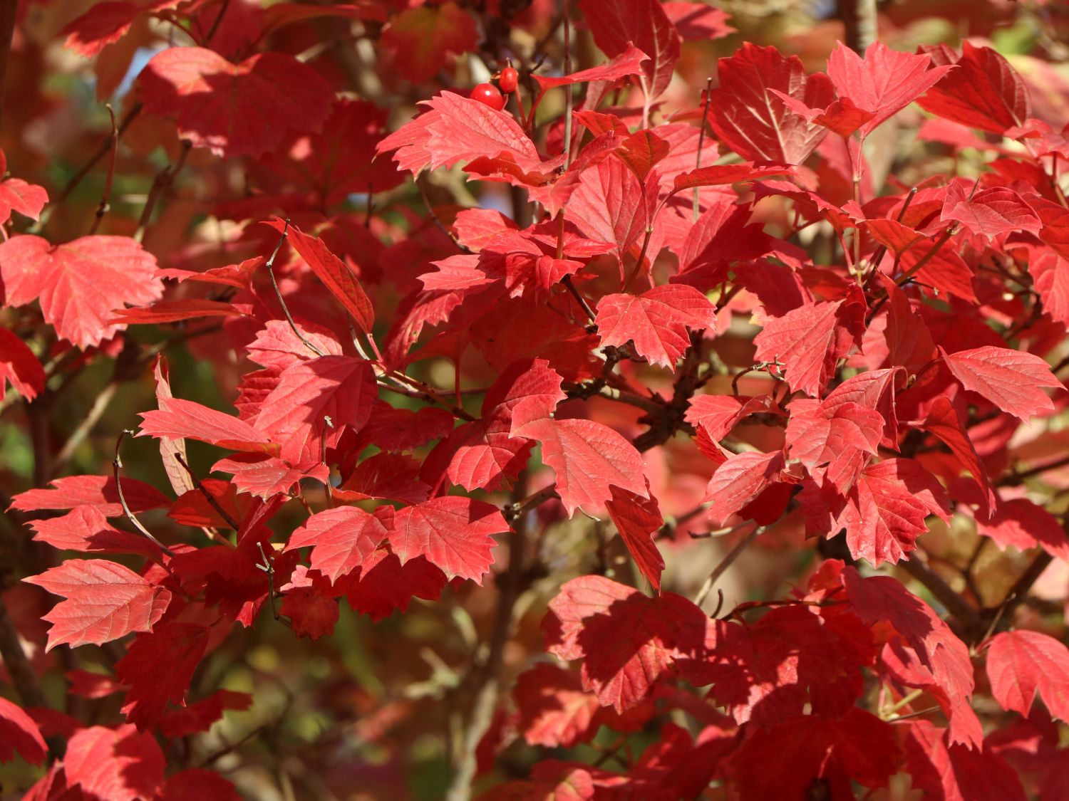 Gemeiner Schneeball - Viburnum opulus