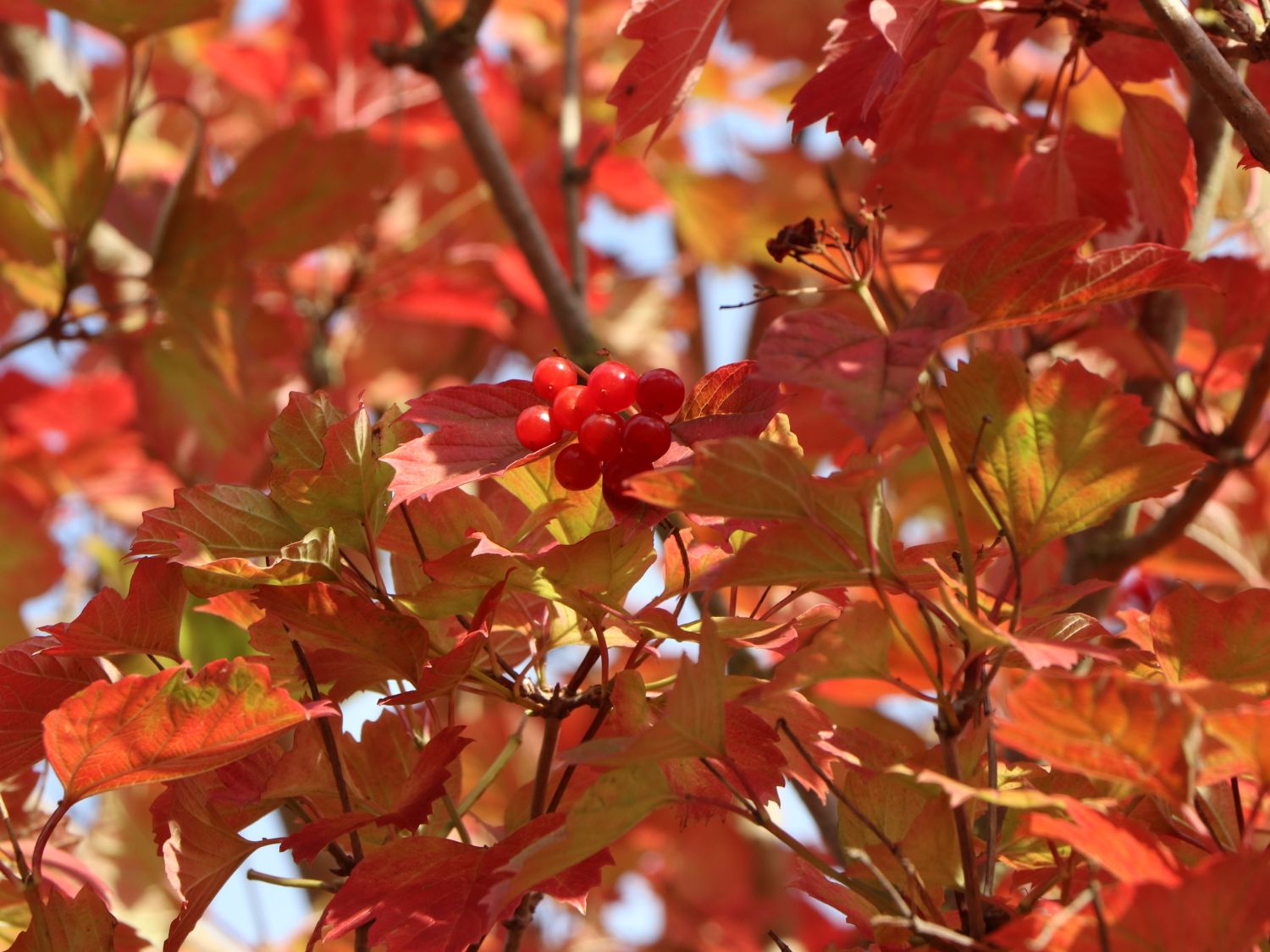 Gemeiner Schneeball - Viburnum opulus