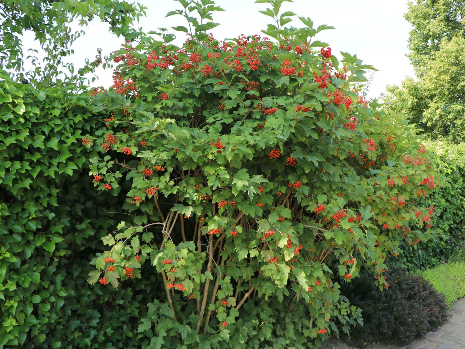 Gemeiner Schneeball - Viburnum opulus