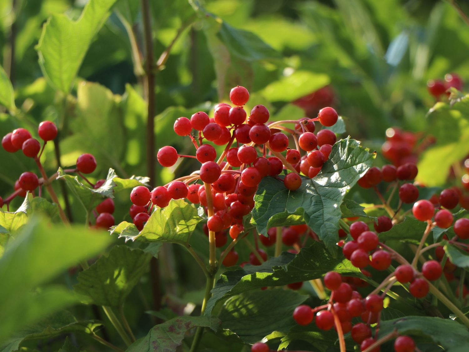 Gemeiner Schneeball - Viburnum opulus