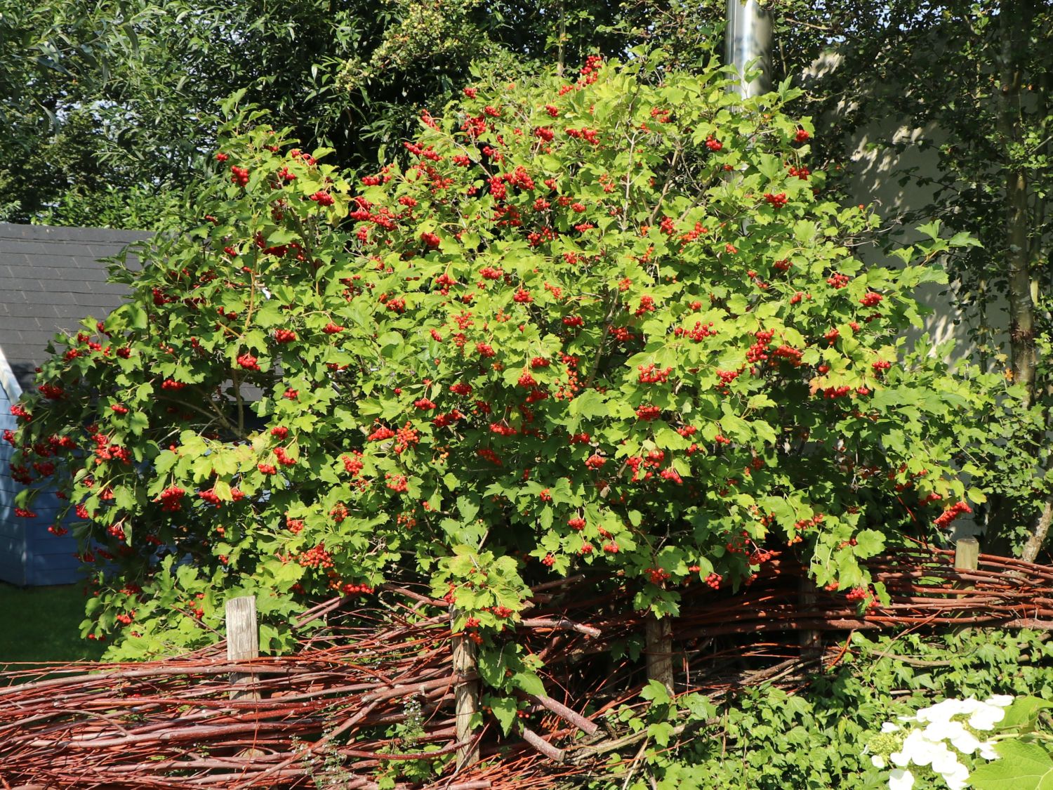 Gemeiner Schneeball - Viburnum opulus