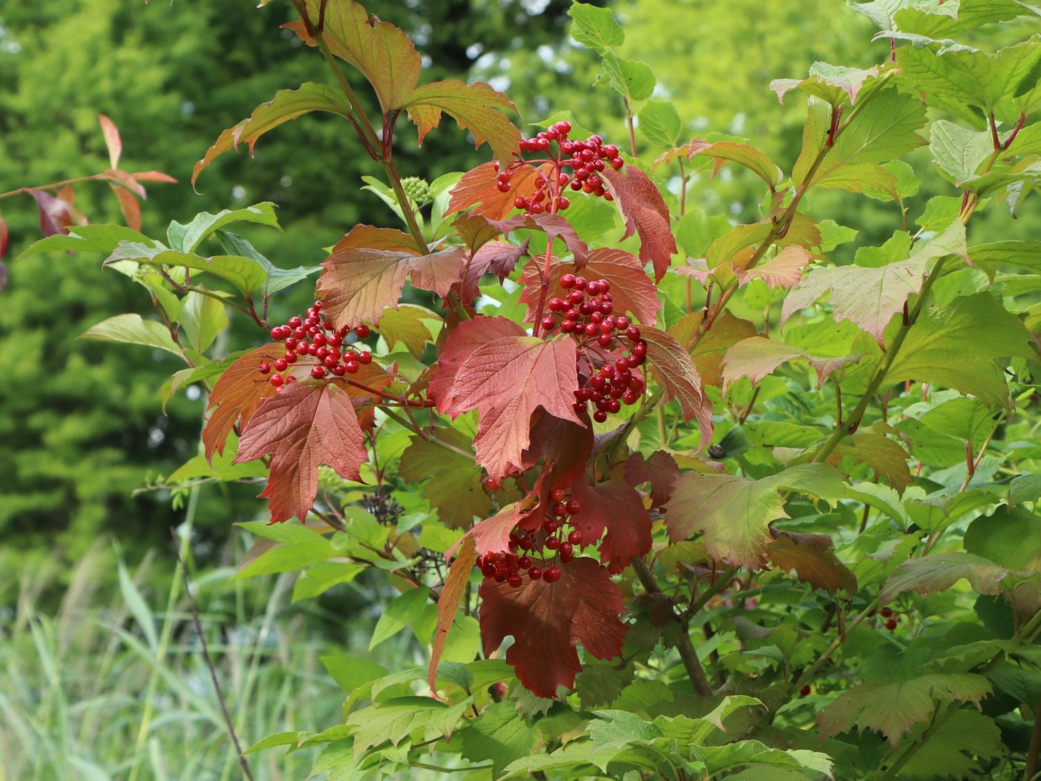 Gemeiner Schneeball - Viburnum opulus