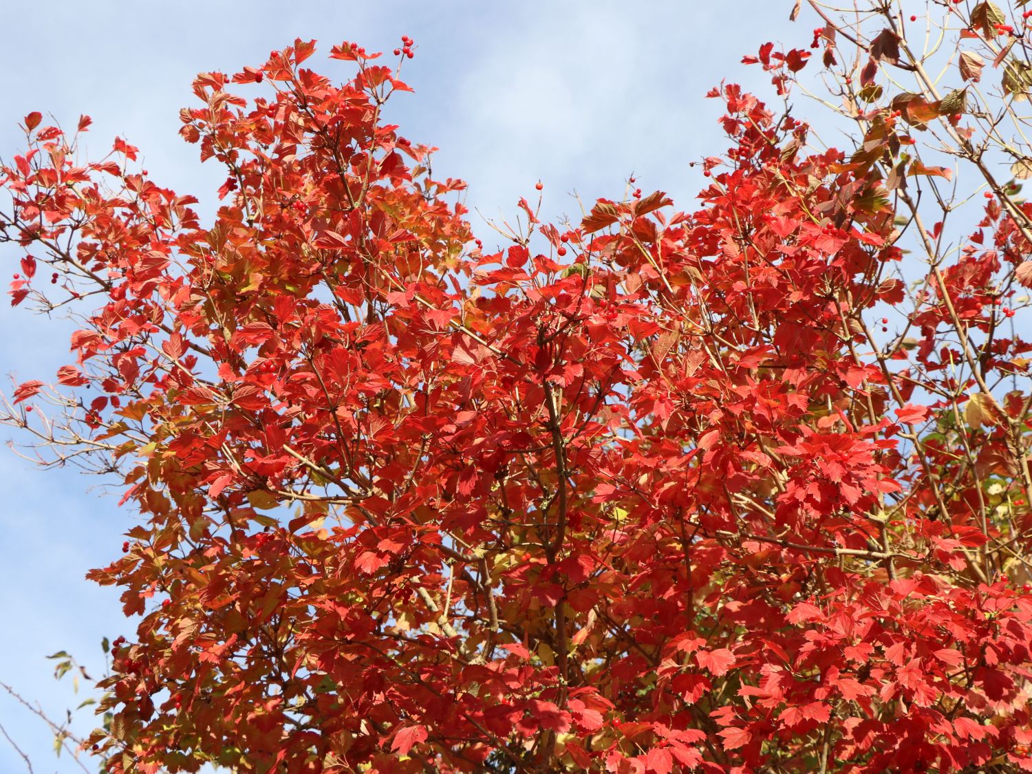 Gemeiner Schneeball - Viburnum opulus