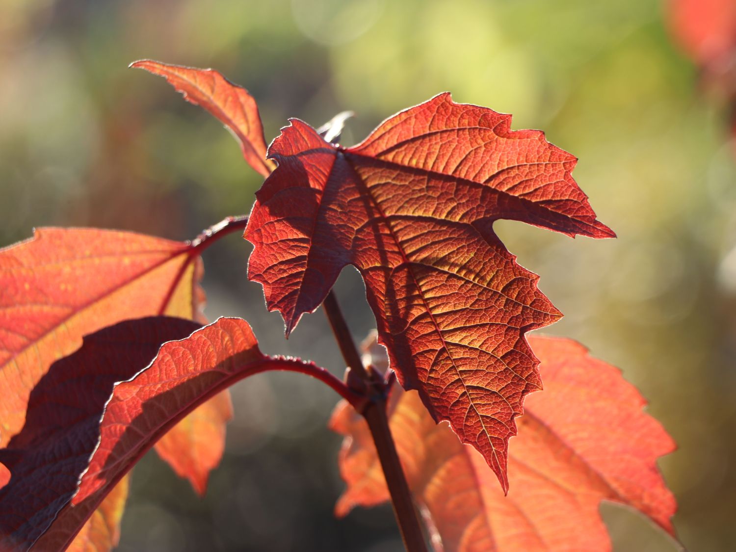 Gemeiner Schneeball - Viburnum opulus