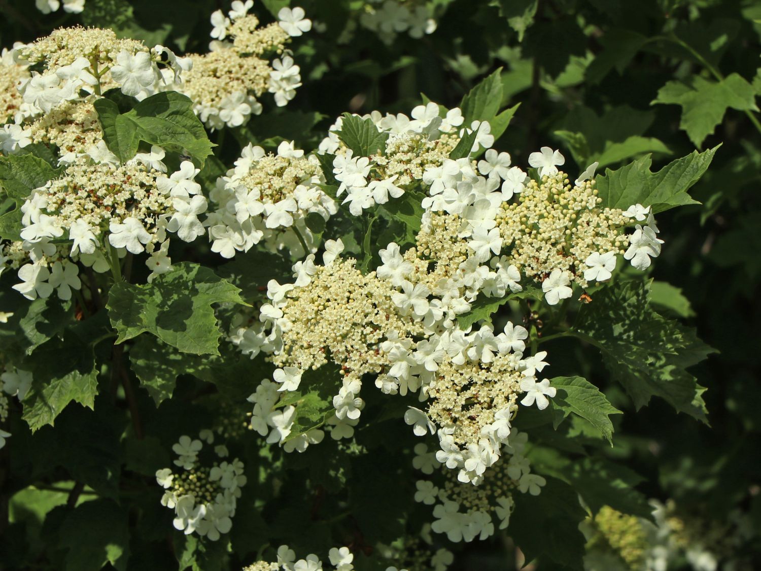 Gemeiner Schneeball - Viburnum opulus
