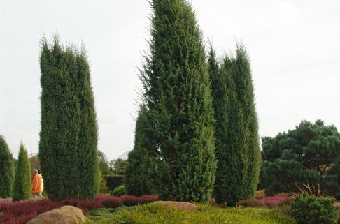 Gemeiner Wacholder - Juniperus communis