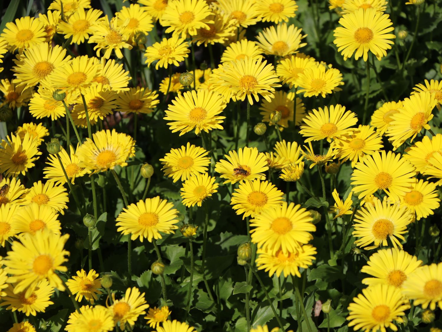 Gemswurz 'Magnificum' - Doronicum orientale 'Magnificum'