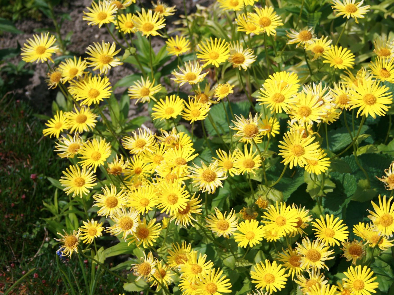 Gämswurzen (Doronicum)