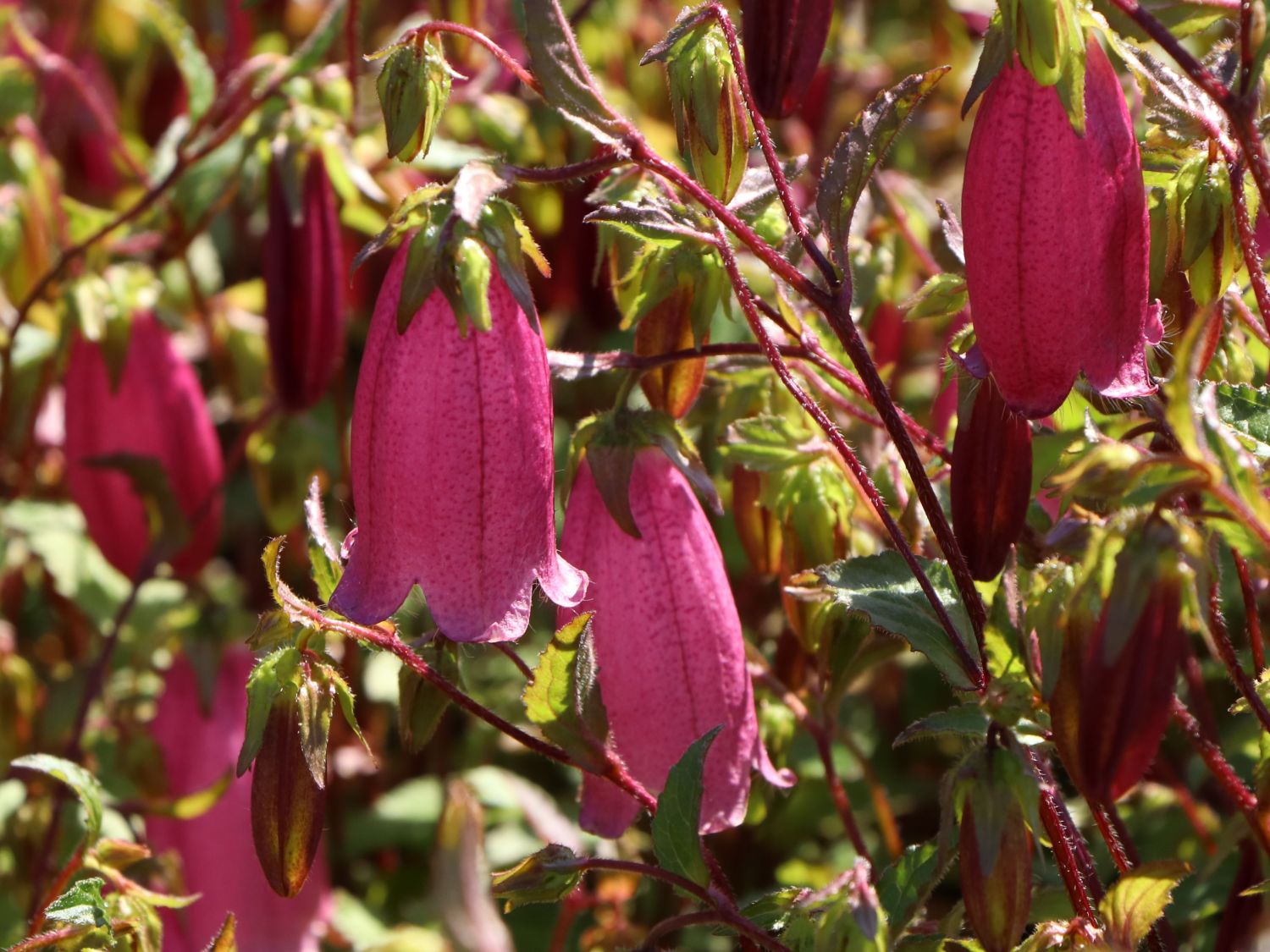 Gepunktete Glockenblume 'Ringsabell Mulberry Rose' ®