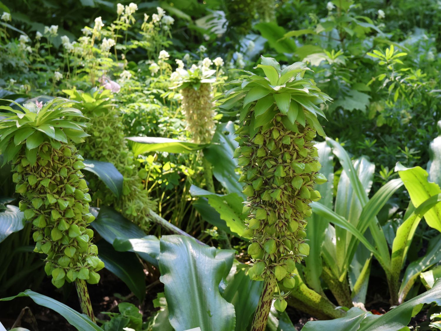 Schopflilien (Eucomis)