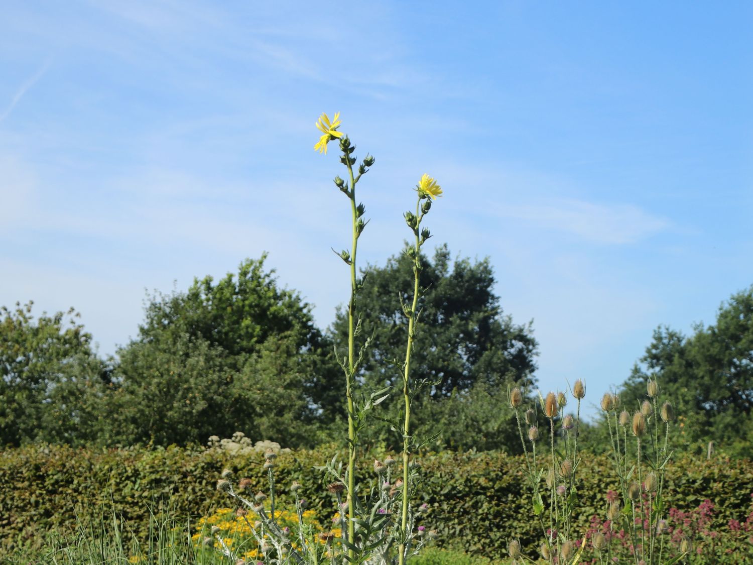 Geschlitztblättrige Kompasspflanze