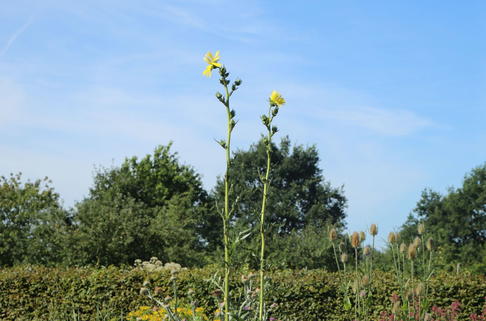 Geschlitztblättrige Kompasspflanze - Silphium laciniatum