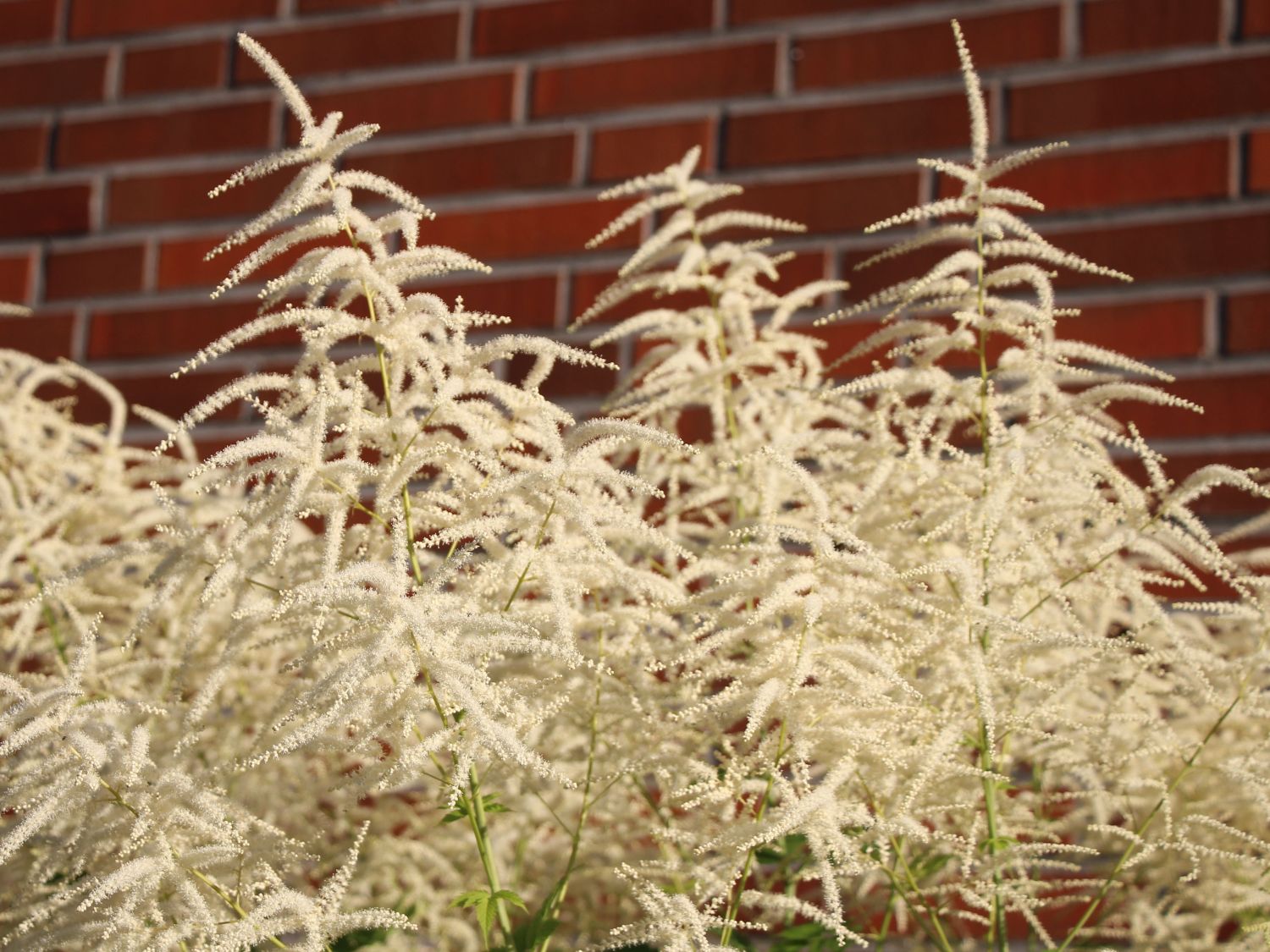 Geschlitztblättriger Geißbart 'Whirlwind'