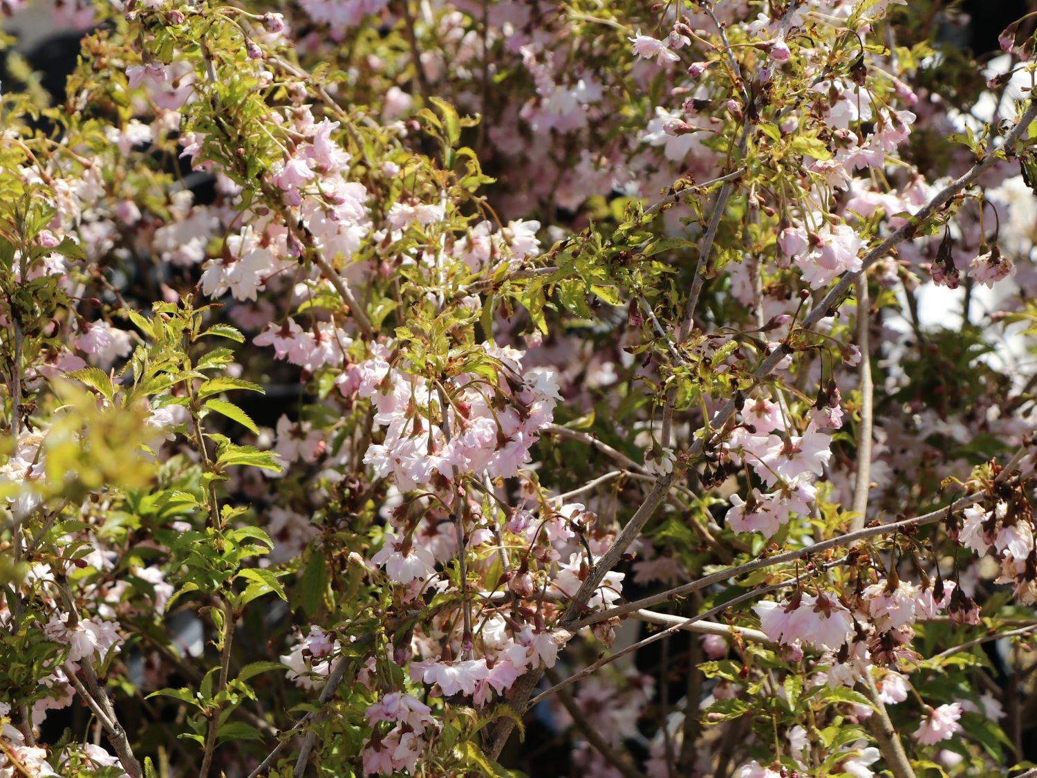 Geschlitzte Kirsche 'Lotte' - Prunus incisa 'Lotte'