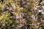 Geschlitzte Kirsche 'Lotte' - Prunus incisa 'Lotte'