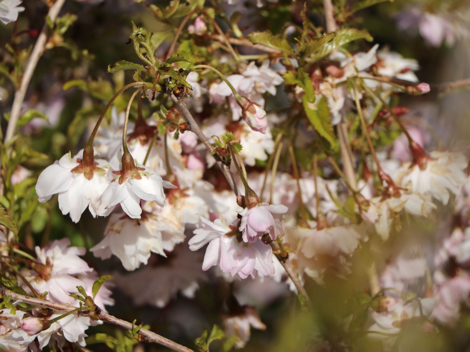 Geschlitzte Kirsche 'Lotte' - Prunus incisa 'Lotte'