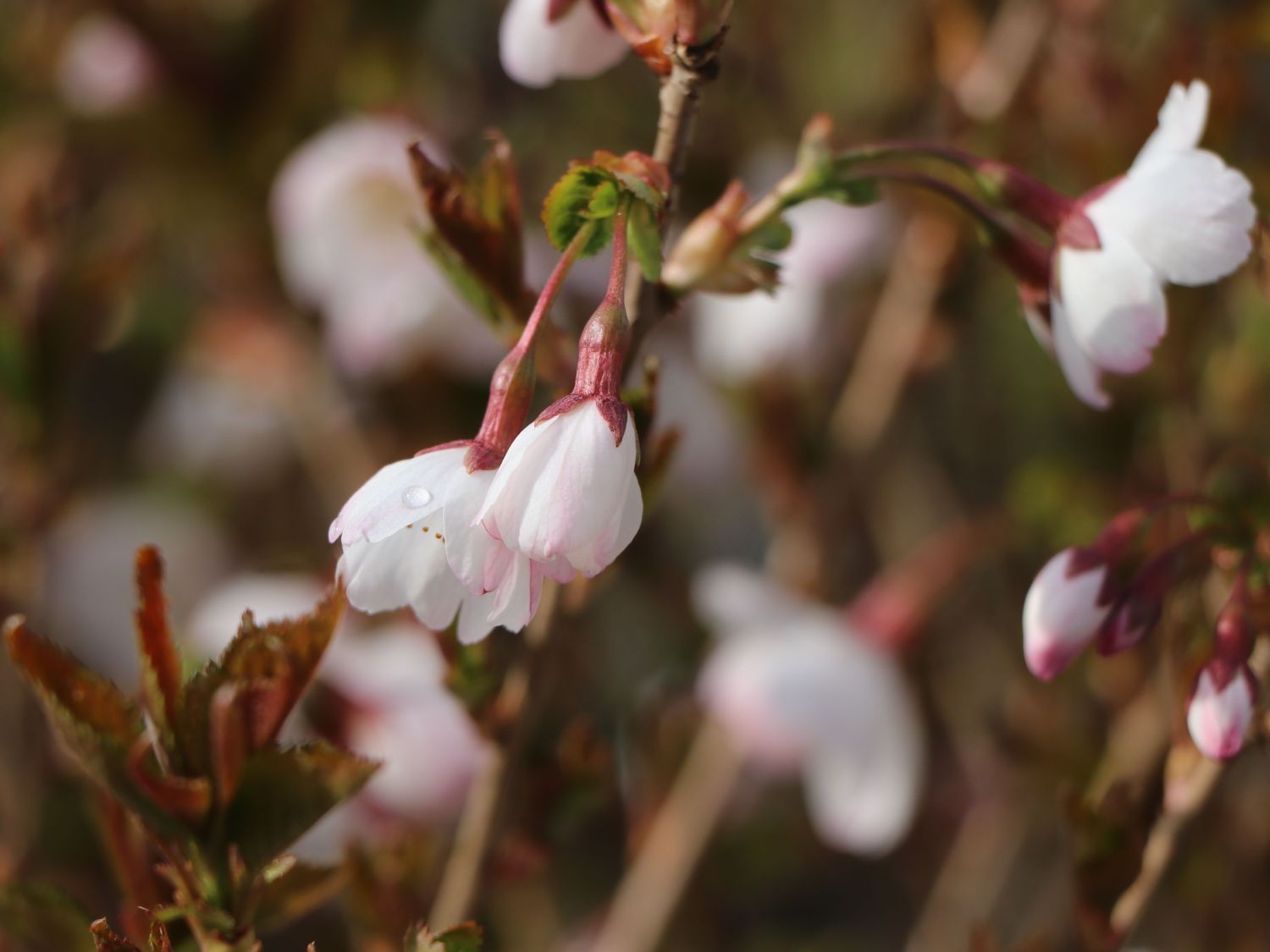 Geschlitzte Kirsche 'Lotte' - Prunus incisa 'Lotte'