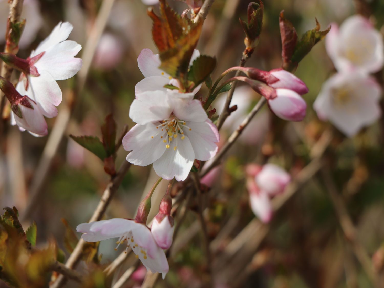 Geschlitzte Kirsche 'Lotte' - Prunus incisa 'Lotte'
