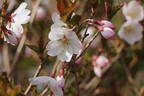 Geschlitzte Kirsche 'Lotte' - Prunus incisa 'Lotte'