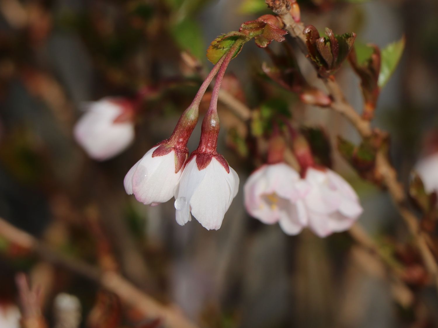 Geschlitzte Kirsche 'Lotte' - Prunus incisa 'Lotte'