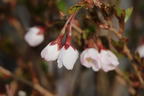 Geschlitzte Kirsche 'Lotte' - Prunus incisa 'Lotte'