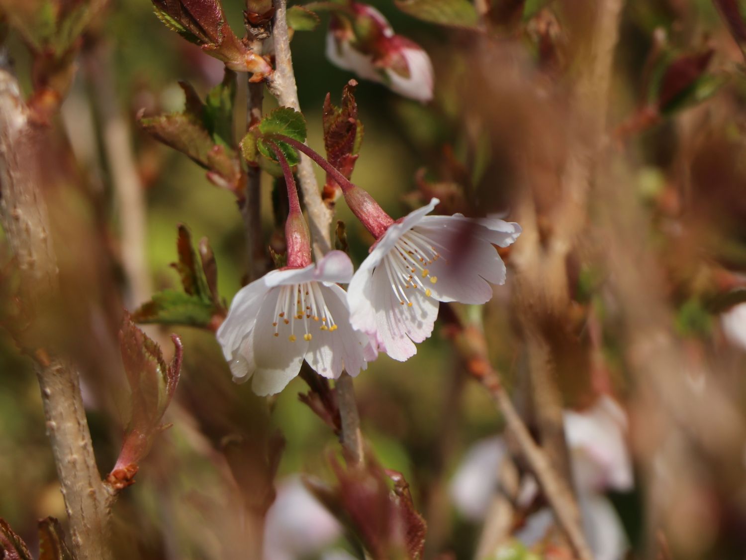 Geschlitzte Kirsche 'Lotte' - Prunus incisa 'Lotte'