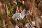 Geschlitzte Kirsche 'Lotte' - Prunus incisa 'Lotte'