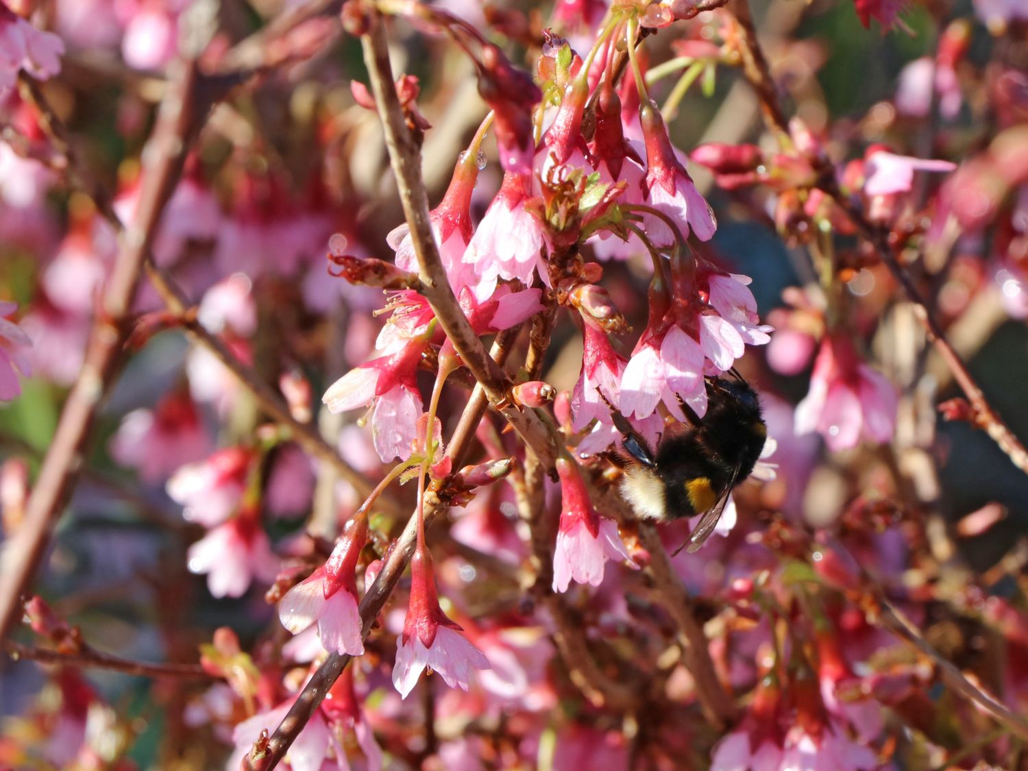 Geschlitzte Kirsche 'Paean' - Prunus incisa 'Paean'