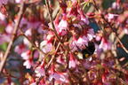 Geschlitzte Kirsche 'Paean' - Prunus incisa 'Paean'