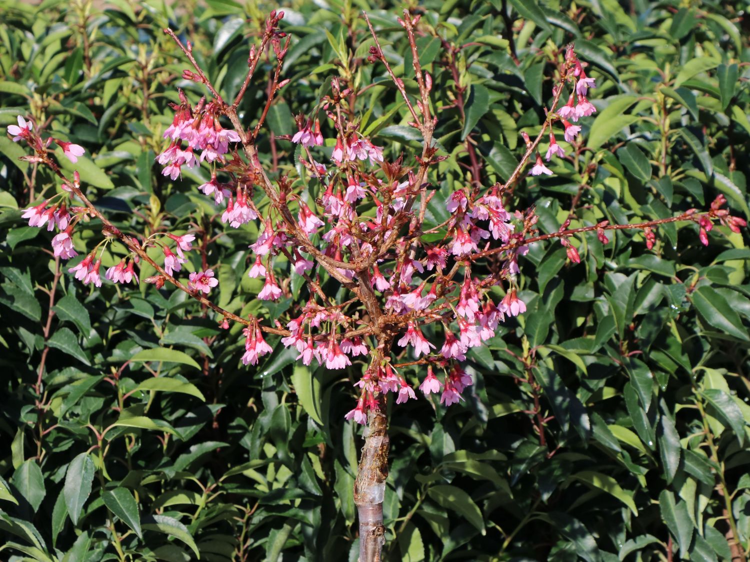 Geschlitzte Kirsche 'Paean' - Prunus incisa 'Paean'