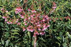 Geschlitzte Kirsche 'Paean' - Prunus incisa 'Paean'