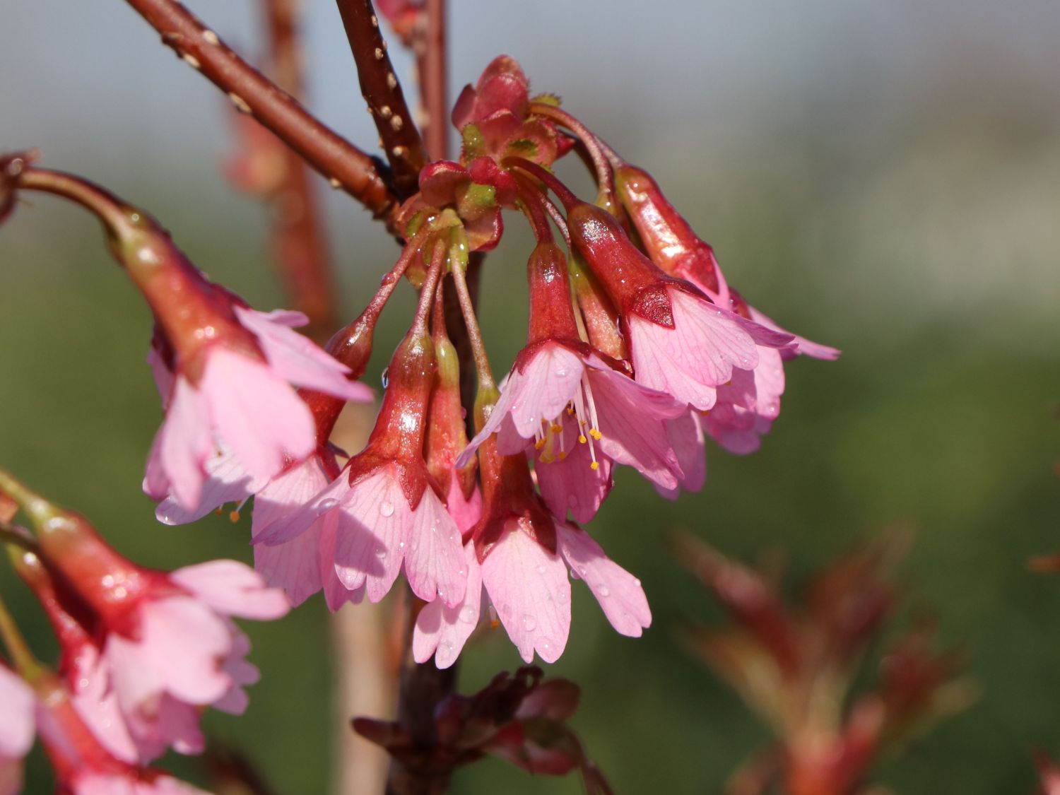 Geschlitzte Kirsche 'Paean' - Prunus incisa 'Paean'