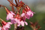 Geschlitzte Kirsche 'Paean' - Prunus incisa 'Paean'