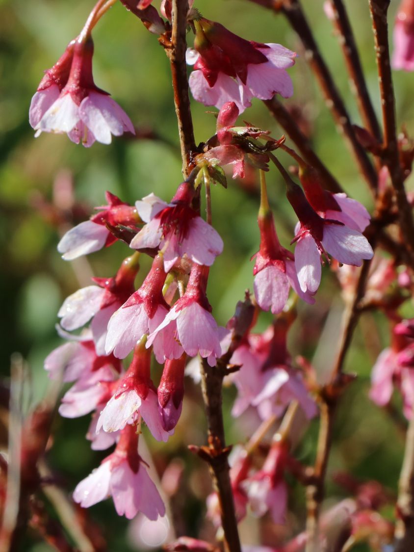 Geschlitzte Kirsche 'Paean' - Prunus incisa 'Paean'