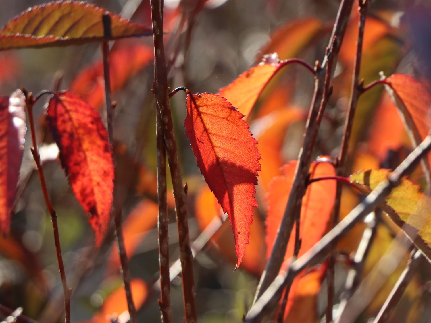 Geschlitzte Kirsche 'Paean' - Prunus incisa 'Paean'