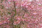 Geschlitzte Kirsche 'Paean' - Prunus incisa 'Paean'