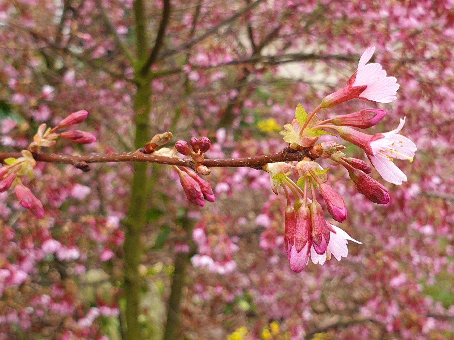 Geschlitzte Kirsche 'Paean' - Prunus incisa 'Paean'