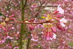 Geschlitzte Kirsche 'Paean' - Prunus incisa 'Paean'