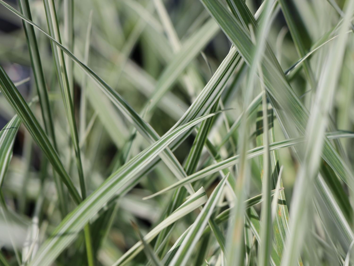 Glatthafer (Arrhenatherum)