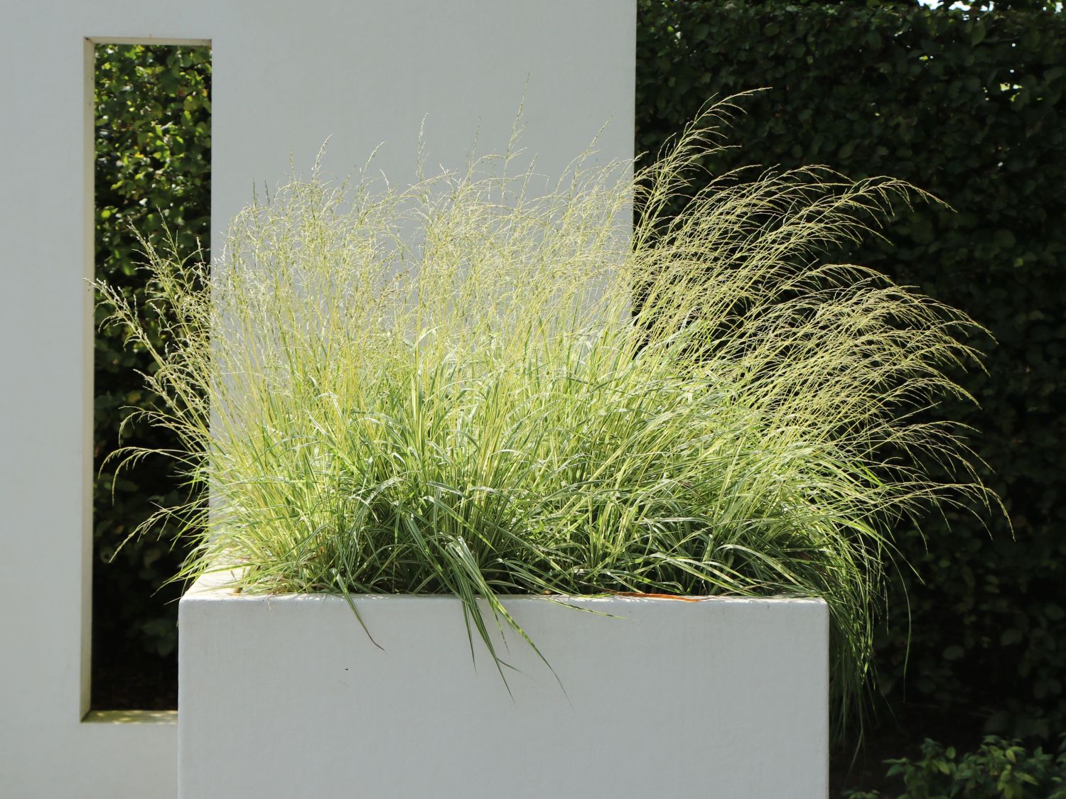 Gestreiftes Moor Pfeifengras 'Variegata' - Molinia caerulea 'Variegata'