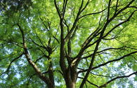 Geweihbaum