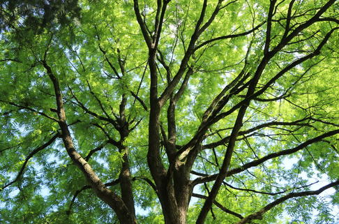 Geweihbaum - Gymnocladus dioicus